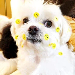 Rouleau De 50 Stickers SMILEY Pour Sécurité Enfant à Vélo -Magasin De Vélos Zefal rouleau de 50 stickers smiley pour securite enfant a velo 2